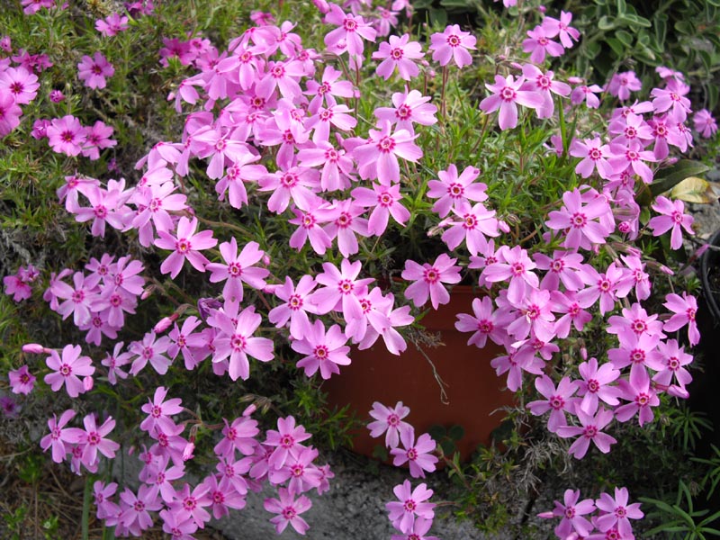 Phlox subulata 'Moerheim beauty' in bloom in a sunny mountain meadow